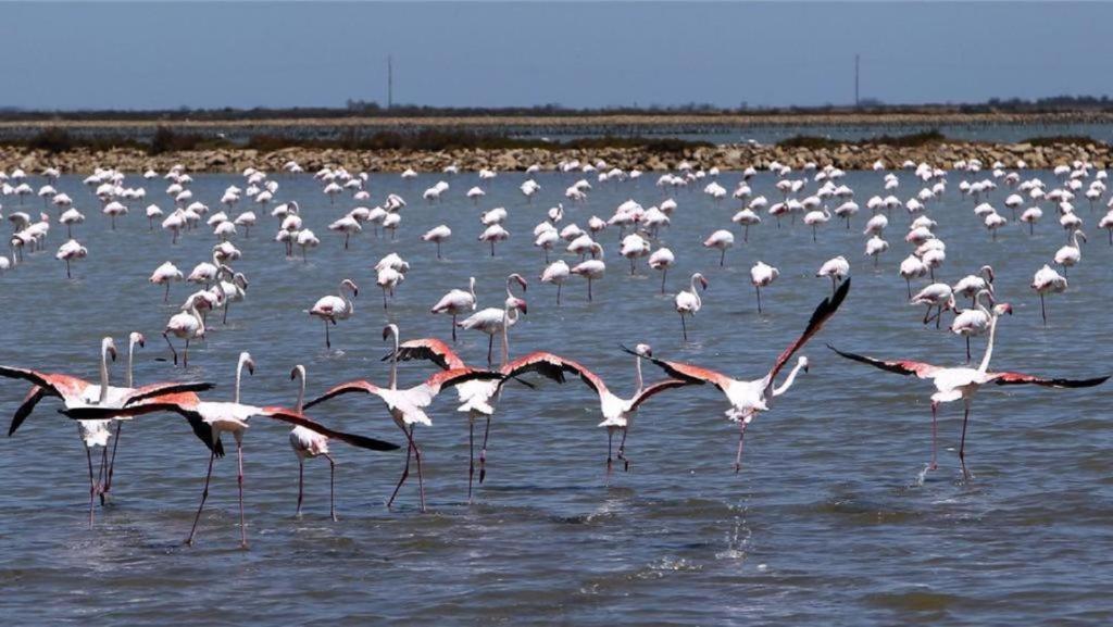 L'Etoile De Mer Sète Zewnętrze zdjęcie